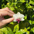 Anillo orquídea blanca y fucsia miniatura 2