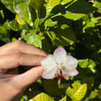 Anillo orquídea rosa/ blanquecina y fucsia miniatura 2