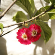 Aros flor miniatura 1