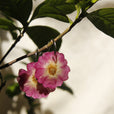 Aros flor miniatura 2