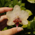 Pinza orquídea amarilla pastel miniatura 2