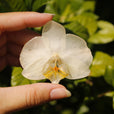 Pinza orquídea blanca miniatura 2