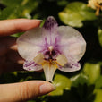 Pinza orquídea manchas moradas miniatura 2