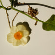 Collar narciso miniatura 2